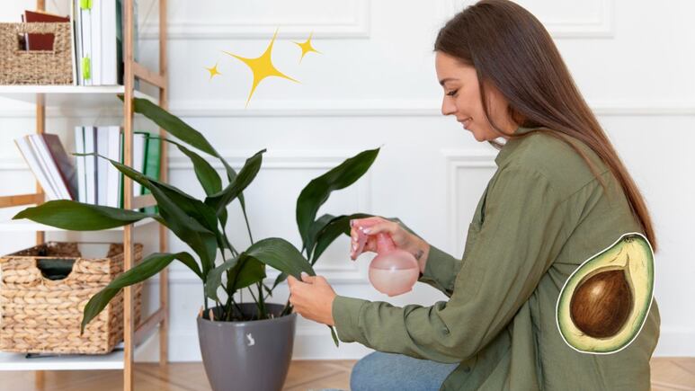 plantas