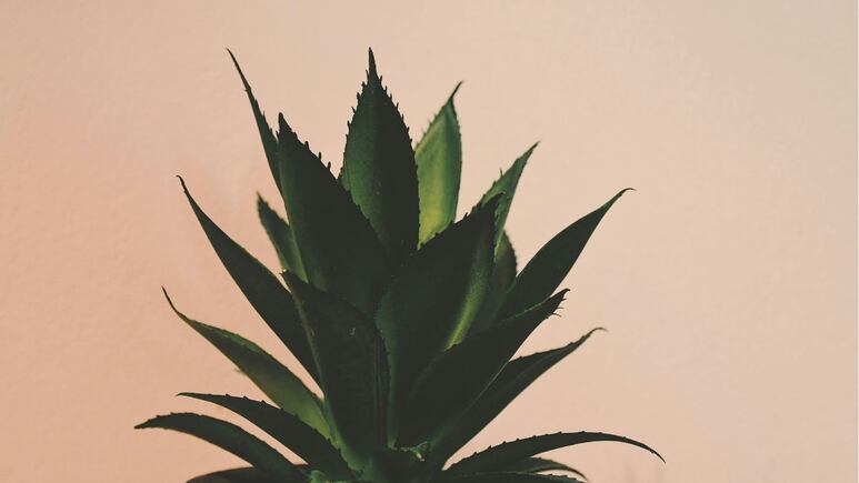Feng Shui: ¿Cómo activar el aloe vera en maceta para atraer abundancia y prosperidad?