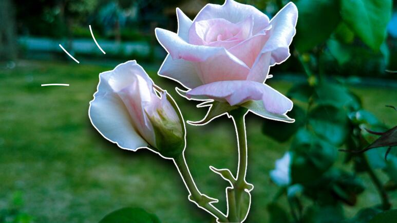 Así puedes curar los tallos enfermos de tus rosas con solo un ingrediente de cocina