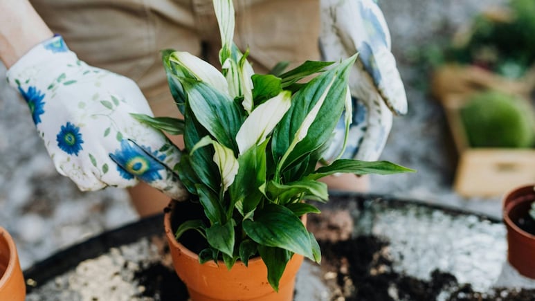 ¿Las flores de tu Cuna de Moisés son verdes? Truco de jardinería para solucionarlo