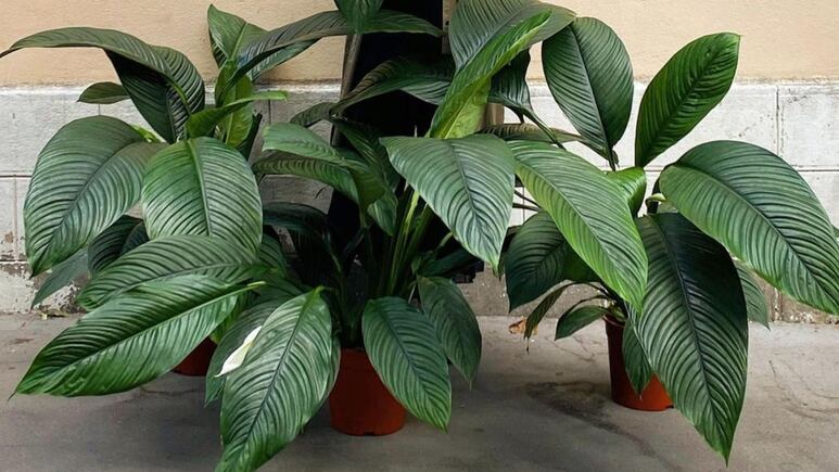Jardinería: ¿Cómo cuidar la cuna de Moisés para convertirla en una planta gigante?