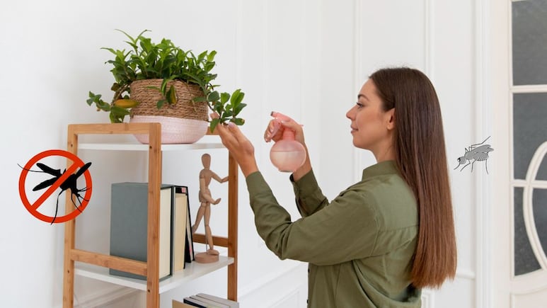 plantas mosquitos