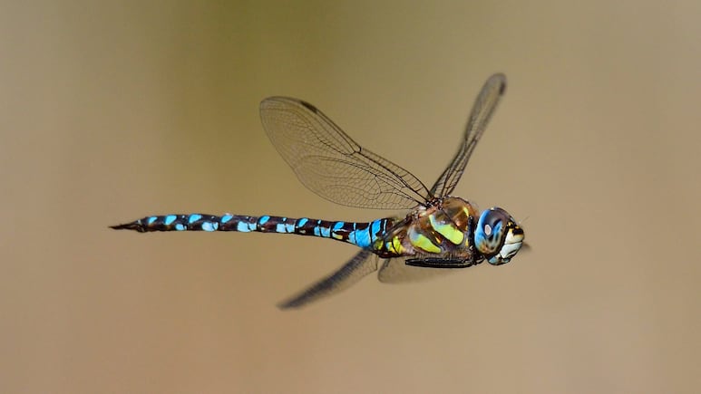 Los insectos que te traen buena fortuna: líbelula