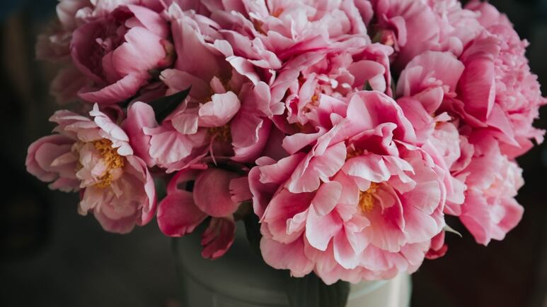 3 trucos fáciles y que no conocías para hacer florecer tus plantas
