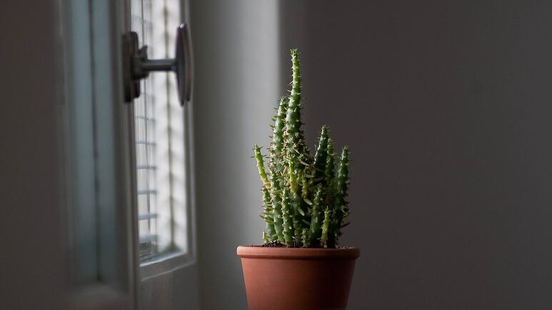 Dónde colocar los cactus según el Feng Shui para que no atraigan la mala suerte a tu hogar