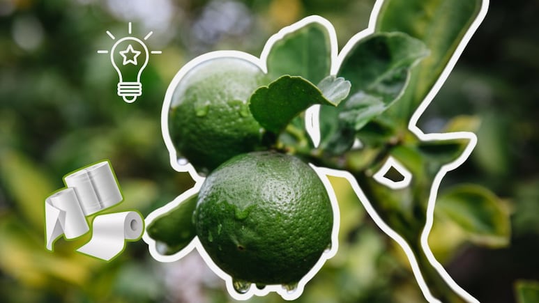 limonero
