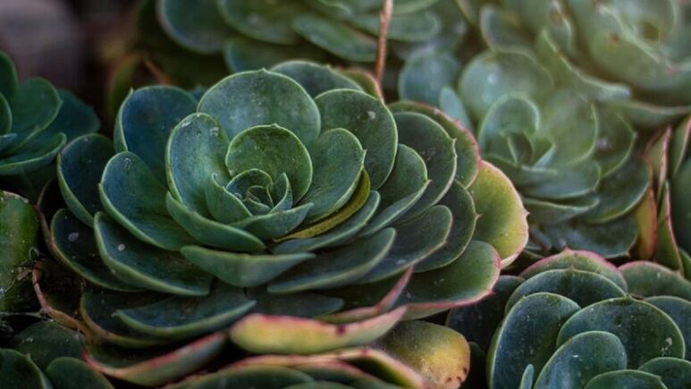 Suculentas Siempreviva: Remedio natural para obtener colágeno de manera natural y quitar arrugas DIFÍCILES de la cara