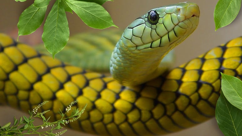 Reduciendo el riesgo de serpientes en verano con plantas repelentes. Foto: Canva