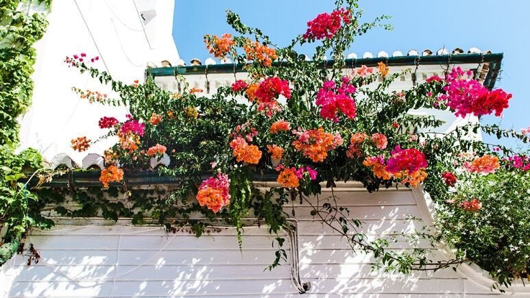 Feng Shui: ¿Qué planta de la suerte debes tener al exterior de tu casa para atraer dinero FÁCIL?