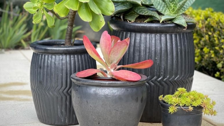 Plantas de sol: 5 suculentas y cactus ideales para hacer un jardín exterior en la entrada de tu casa