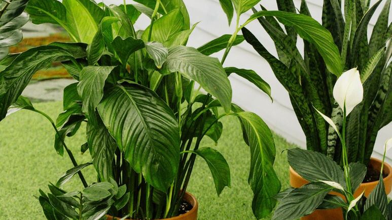 El truco más fácil para revivir la Cuna de Moisés con hojas caídas