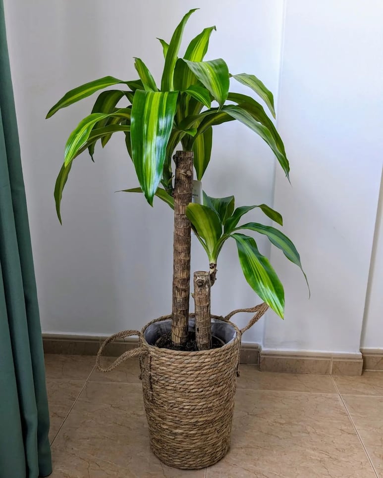 podar palo de brasil