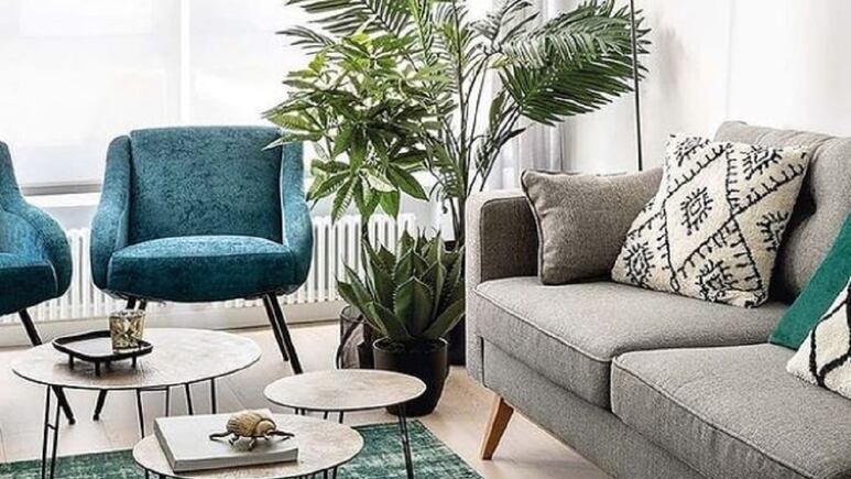5 plantas de interior de hojas grandes con las que puedes decorar tu habitación