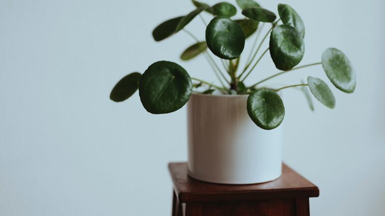 Conoce la planta china del dinero y su significado según el Feng Shui