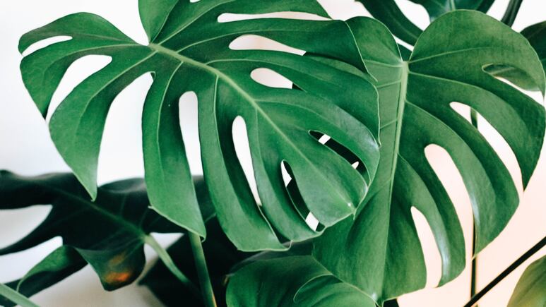 Plantas de interior: ¿Cómo propagar y reproducir la Monstera Deliciosa?