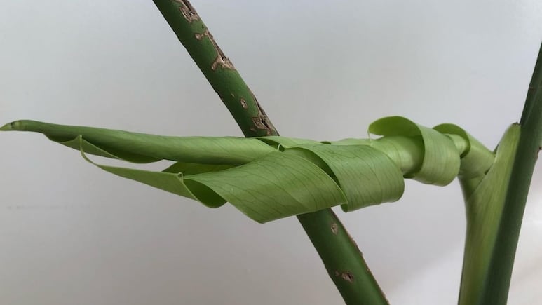 ¿Por qué se enrollan o doblan las hojas de tus plantas y cómo solucionarlo?