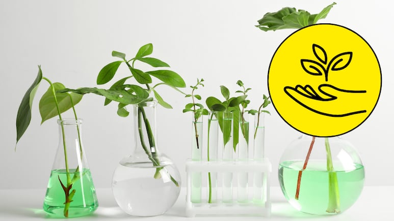plantas-agua-asi-cuidan-para-no-pudran-mueran