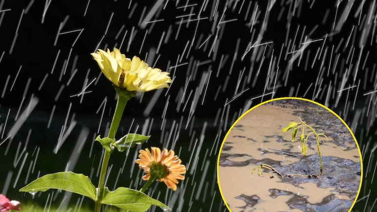 Protege tus plantas en temporada de lluvias consejos prácticos y fáciles