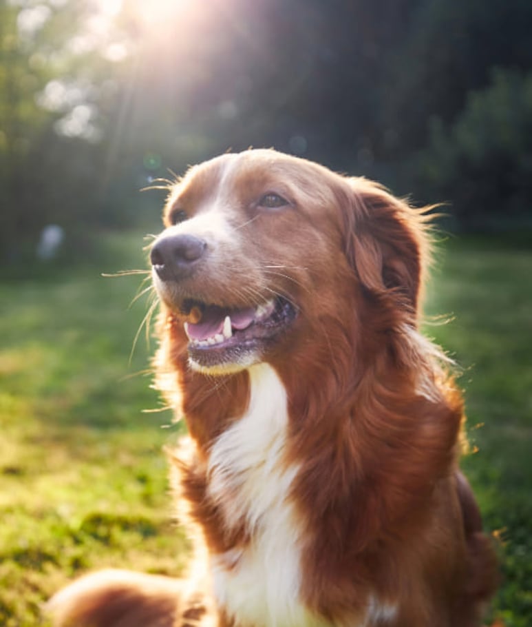 astrología canina