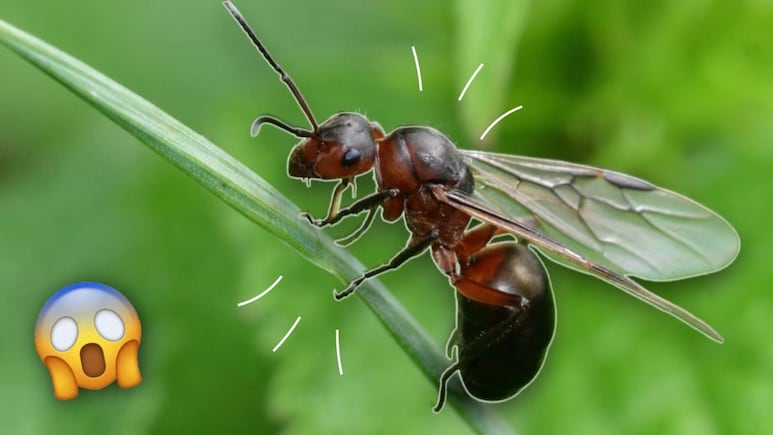 Hormigas voladoras en casa