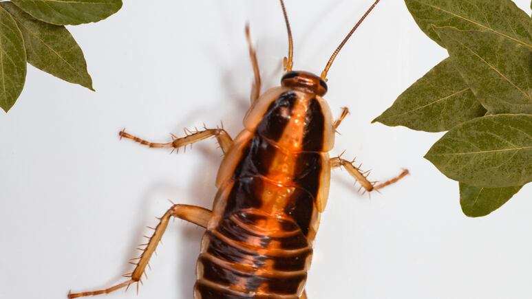 ¿Qué especia puede acabar con las cucarachas? Foto: Canva