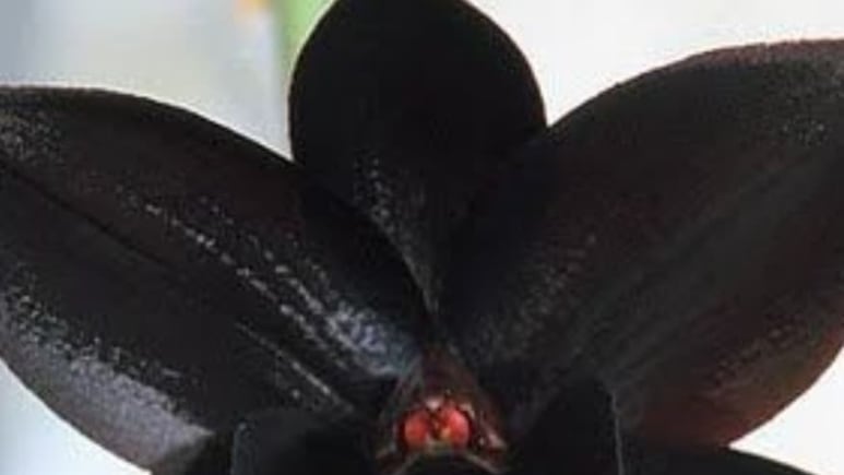 ¿Cuándo florece la orquídea negra? 3 cuidados que necesita para su crecimiento