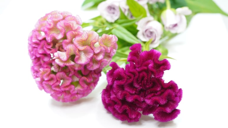 Flor de terciopelo: La otra planta comestible que es ideal para decorar tu casa en Día de Muertos