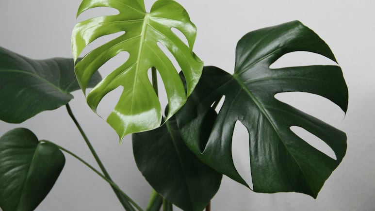 3 tips para limpiar las hojas de tus plantas de interior