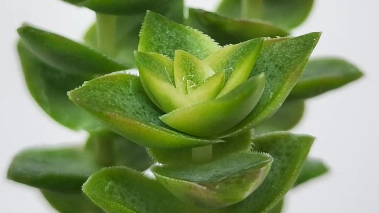 Planta acordeón: Guía fácil para cuidar la suculenta crassula perforata