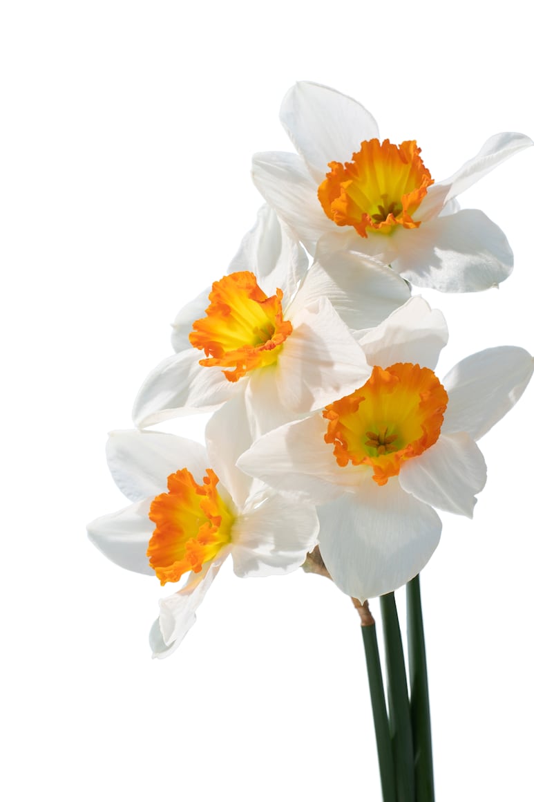 narcisos