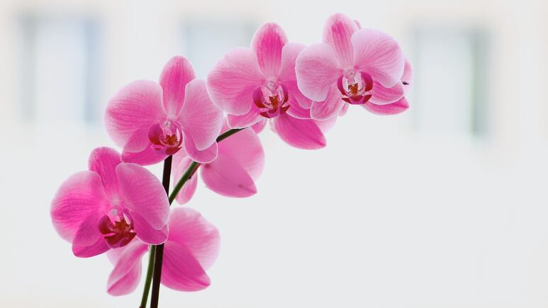 Orquídeas: ¿Qué tipo de maceta es la mejor para que florezca y crezca rápido?