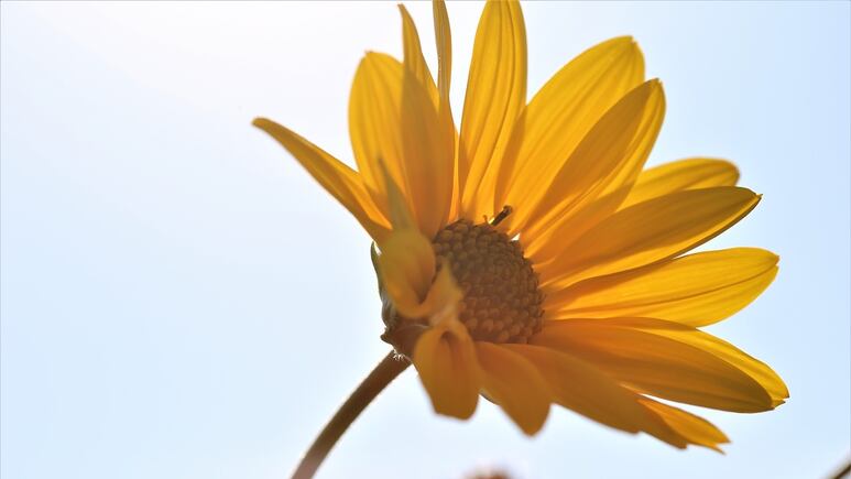 Plantas medicinales: ¿Cuáles son los beneficios de la árnica y cómo usarla?