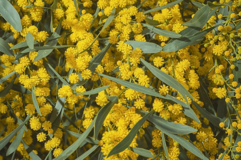 Barbarea vulgaris