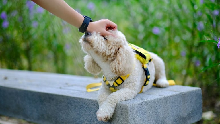 ¿Cómo afecta el gusano barrenador a los perros? Así puedes proteger a tu mascota