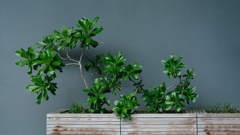Plantas: ¿Cómo recuperar un tallo roto con canela?