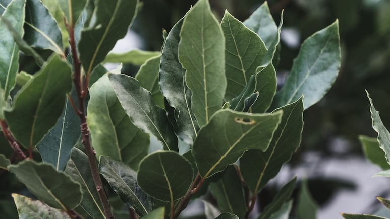 Laurel: así debes cuidar tu planta para que NO se marchite