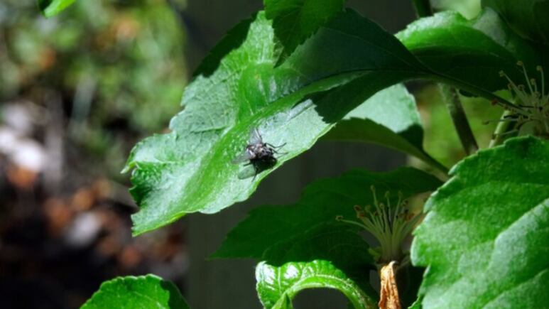 Los remedios caseros más efectivos para evitar las plagas en las plantas