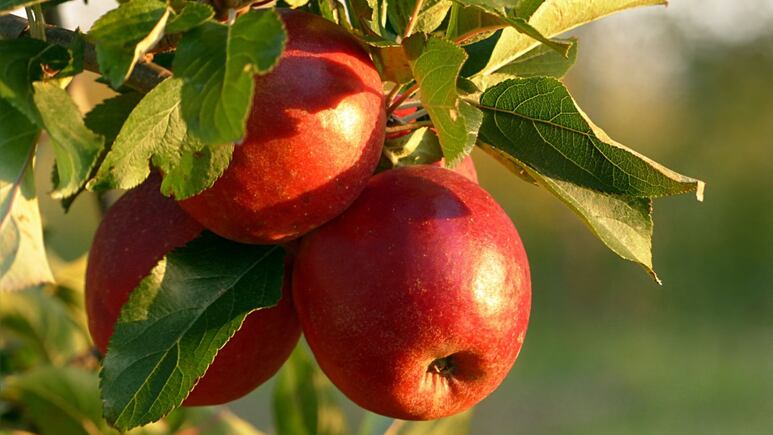Huerto en casa: ¿Cómo cultivar un árbol de manzana en maceta?