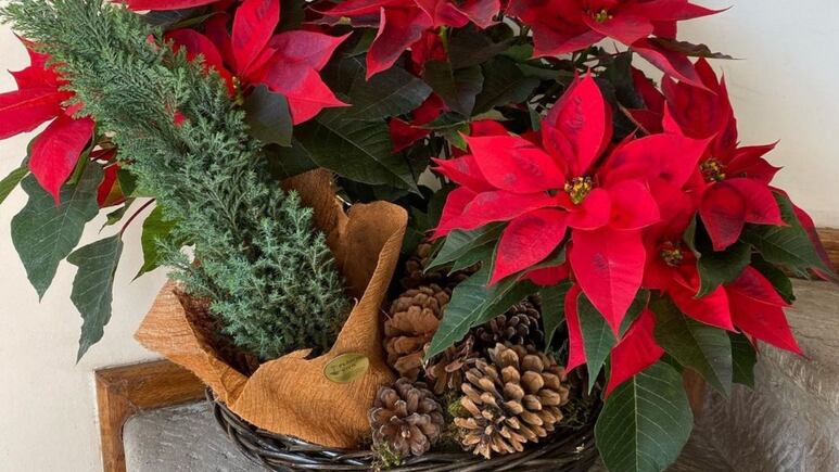 Navidad: ¿Qué significa la Nochebuena y dónde debes colocarla para tener paz y armonía en tu hogar?